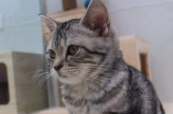 虎斑猫怎么看纯不纯，怎么区分虎斑是不是纯种