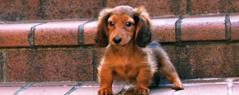 迷你腊肠犬优缺点