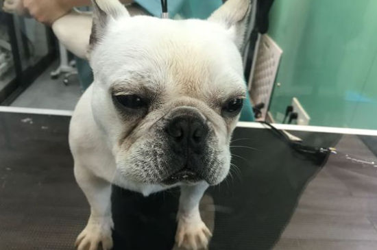 斗牛犬多少钱一只