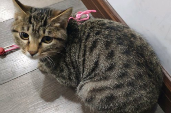 猫老是蹲坑但拉不出来