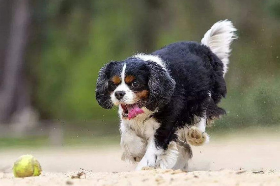 骑士查理王猎犬多少钱，价格大概在800-3000元左右