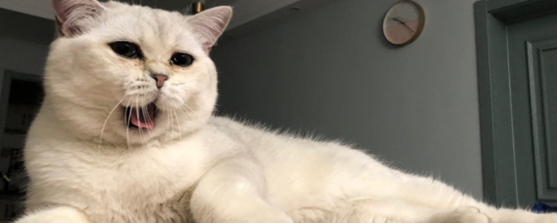 猫咪眼屎黄粘稠怎么回事