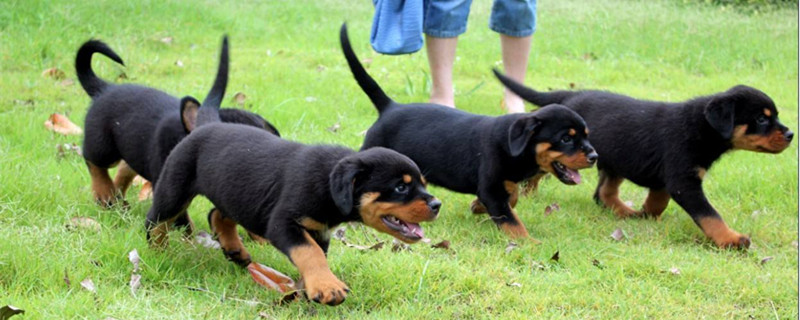 如何挑选罗威纳幼犬