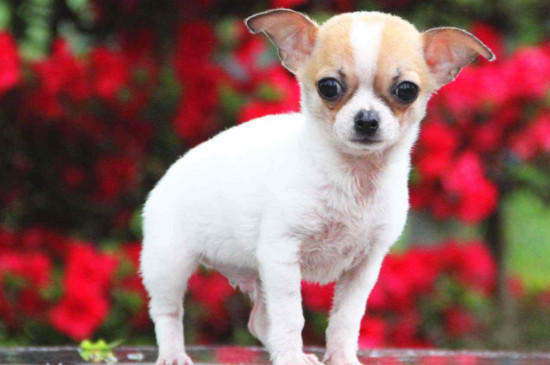 小型短毛犬有哪些品种