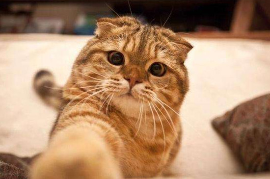 猫喘气急促伴有吭哧声