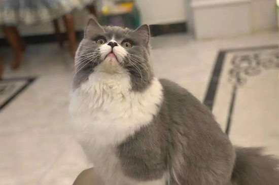 怎么缓解母猫发情