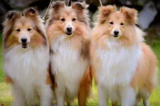 喜乐蒂牧羊犬吃多少