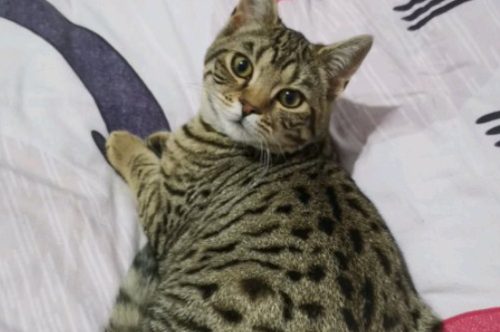 猫咪羊水球挂多久算正常