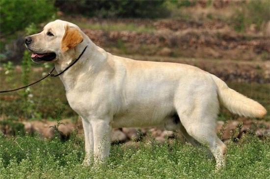 犬与狗的本质区别