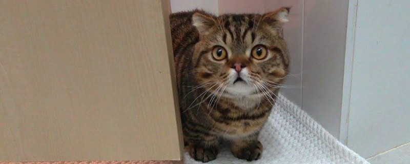 曼赤肯猫多少钱一只比较靠谱，市场价格一般在3000-5000元