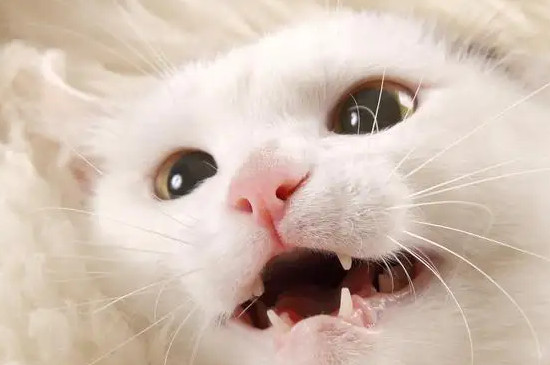 猫咪会换牙吗