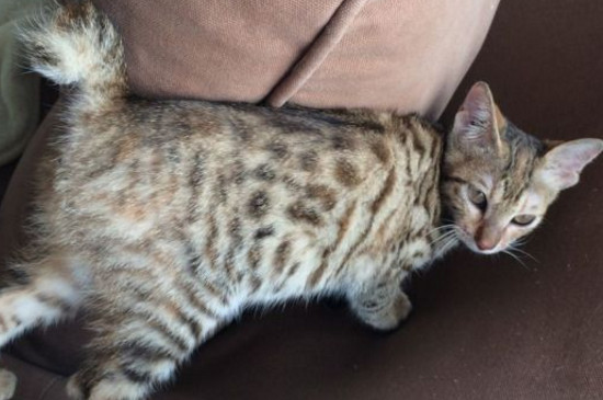 猫怎样才算麒麟尾