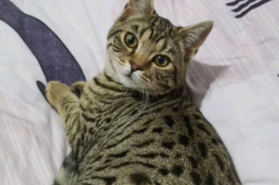 猫突然咬住衣袖不放是啥意思