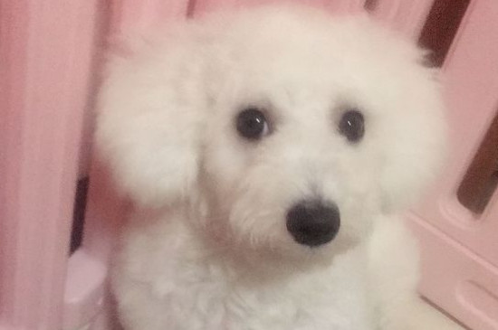 比熊犬吃多了症状