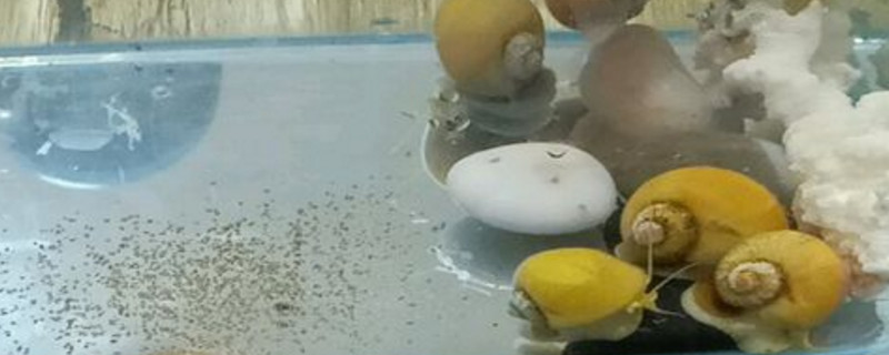 黄金螺与神秘螺的区别