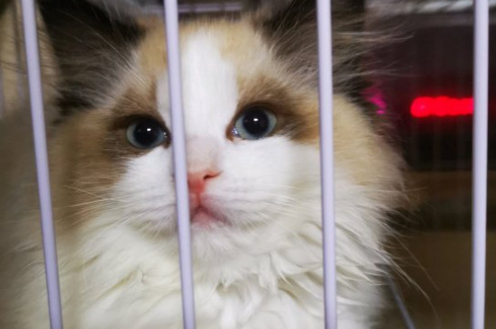 猫咪尿闭没钱治疗怎么办啊