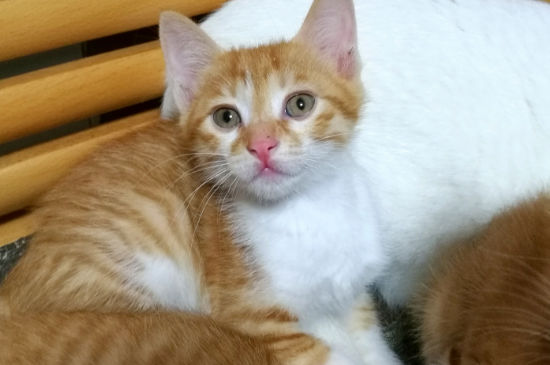 猫尿血怎么办，猫咪血尿能自己好么