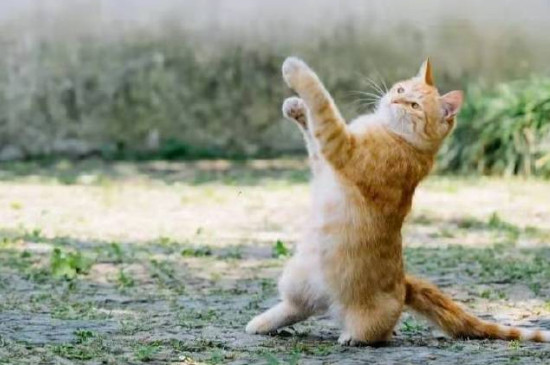 猫喝牛奶会怎样