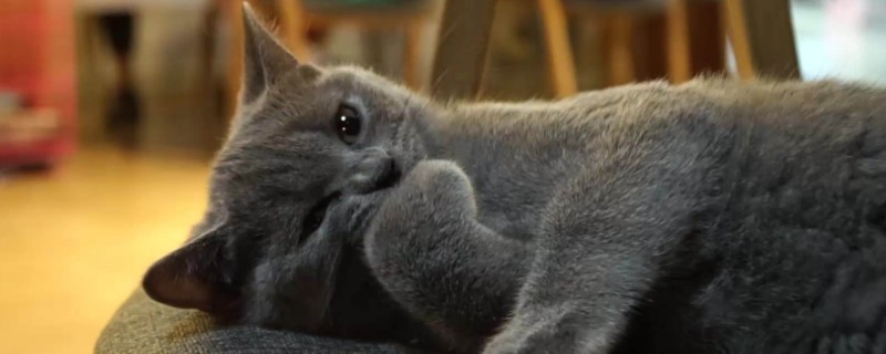 小猫发抖是怎么回事