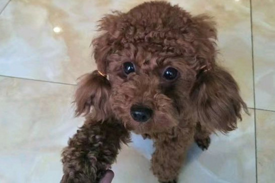 泰迪狗耳朵痒痒怎么回事
