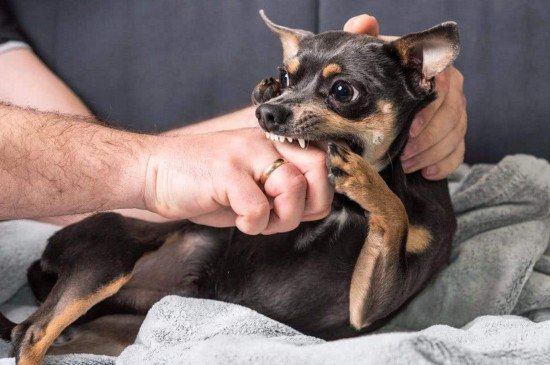 被幼犬牙齿划伤出血了怎么办，教你被狗狗咬伤后的处理方法