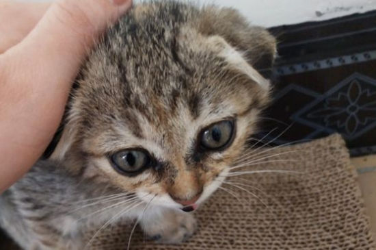 猫得猫瘟的症状