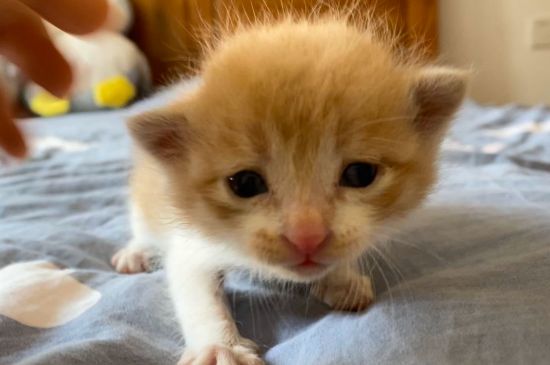 猫咪为什么流眼泪