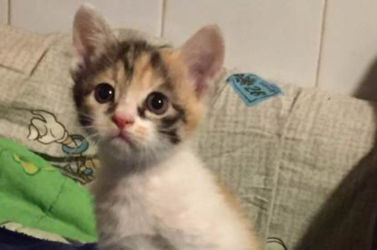 养猫的20个好处