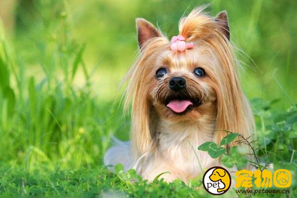 约克夏梗犬体型比吉娃娃还小，捉老鼠的本事比猫还大