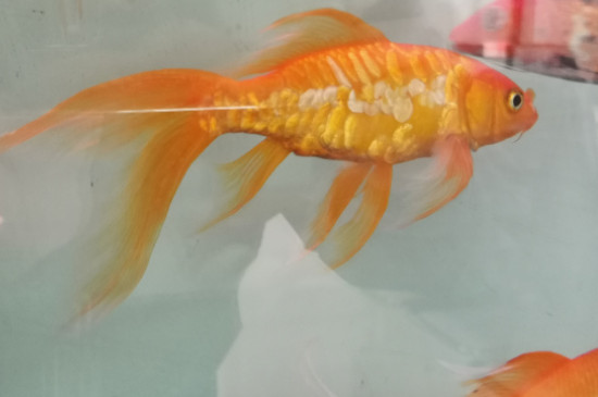 锦鲤侧身躺能救活吗