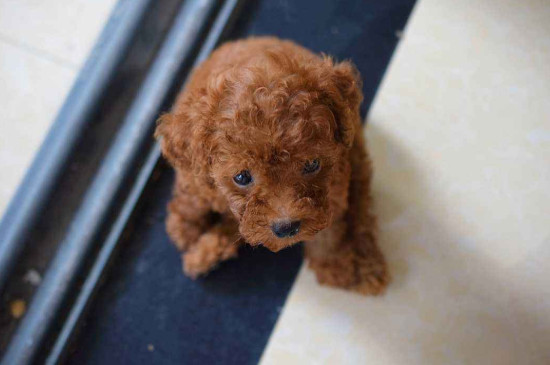 迷你茶杯犬长不大吗，几个月就定型不长了