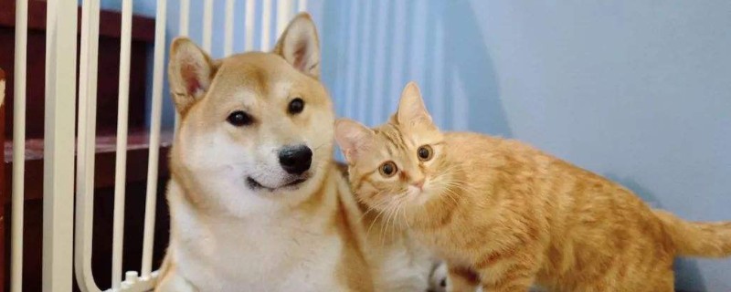 猫狗可以一起养吗