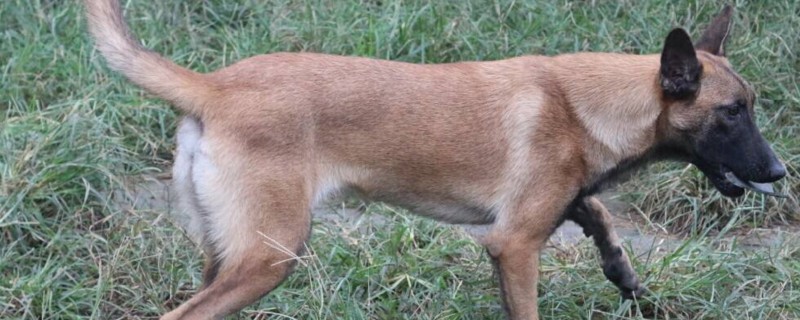幽灵犬是什么狗