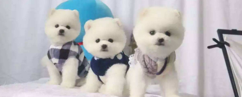 博美犬能吃鸡蛋吗