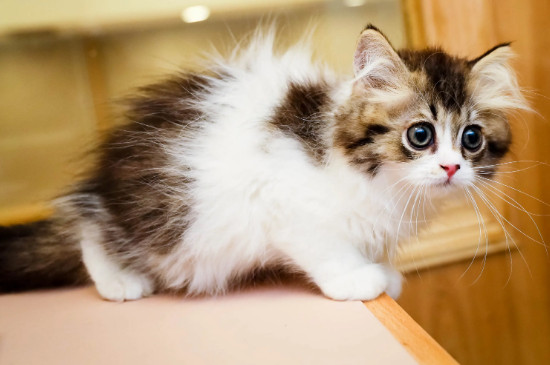 猫呕吐不吃饭能自愈吗