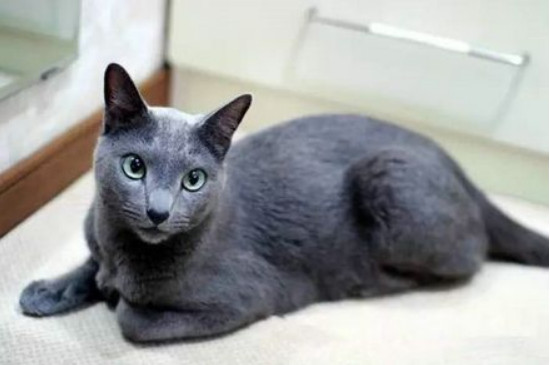 蓝猫发腮和不发腮的区别