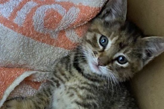 猫不吃猫粮还能吃什么