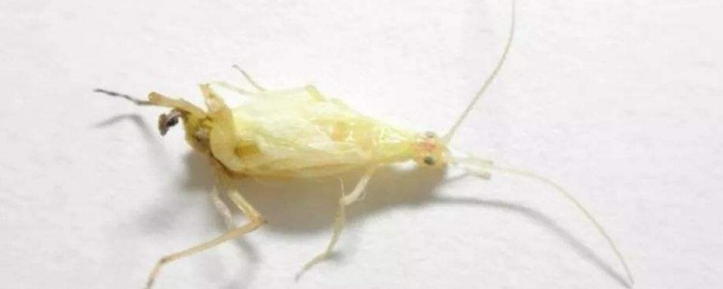 竹蛉能养多长时间