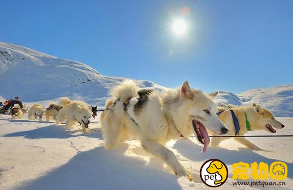 曾经的冰原之狼格陵兰犬，能生存与零下几十度的野外