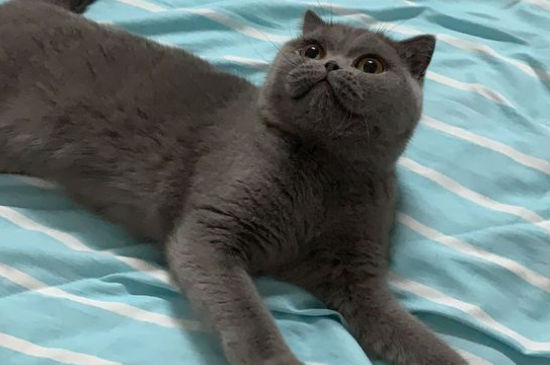 蓝猫一天喂几次