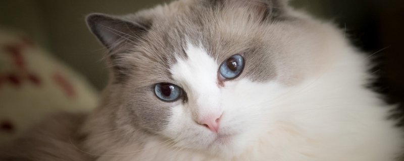 猫要死了的症状