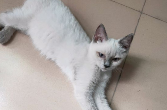 猫瘟会自愈吗