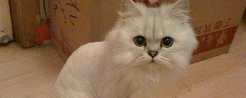 猫毛打结成块怎么处理，猫毛结成疙瘩怎么办