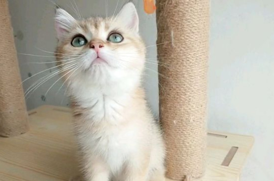 猫不能吃什么