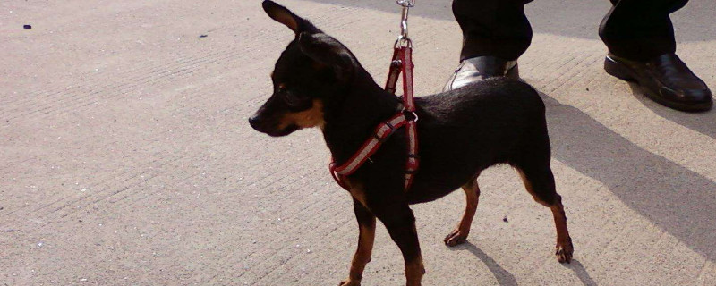鹿犬智商排第几名