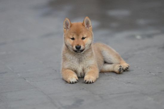 柴犬几个月开始认主