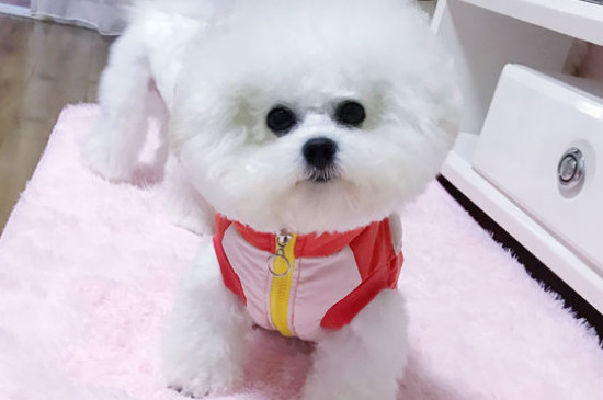 比熊犬吃什么