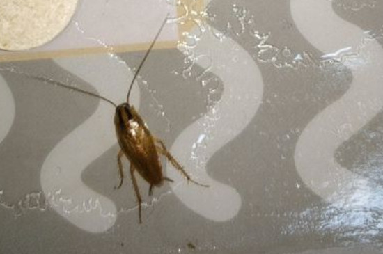 蟑螂窝一般在哪