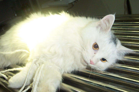 长期挨打的猫会怎样