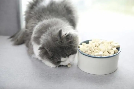 过期猫粮能吃吗